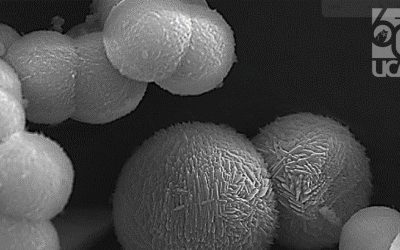 Bolas de estambre: la belleza microscópica de la ciencia